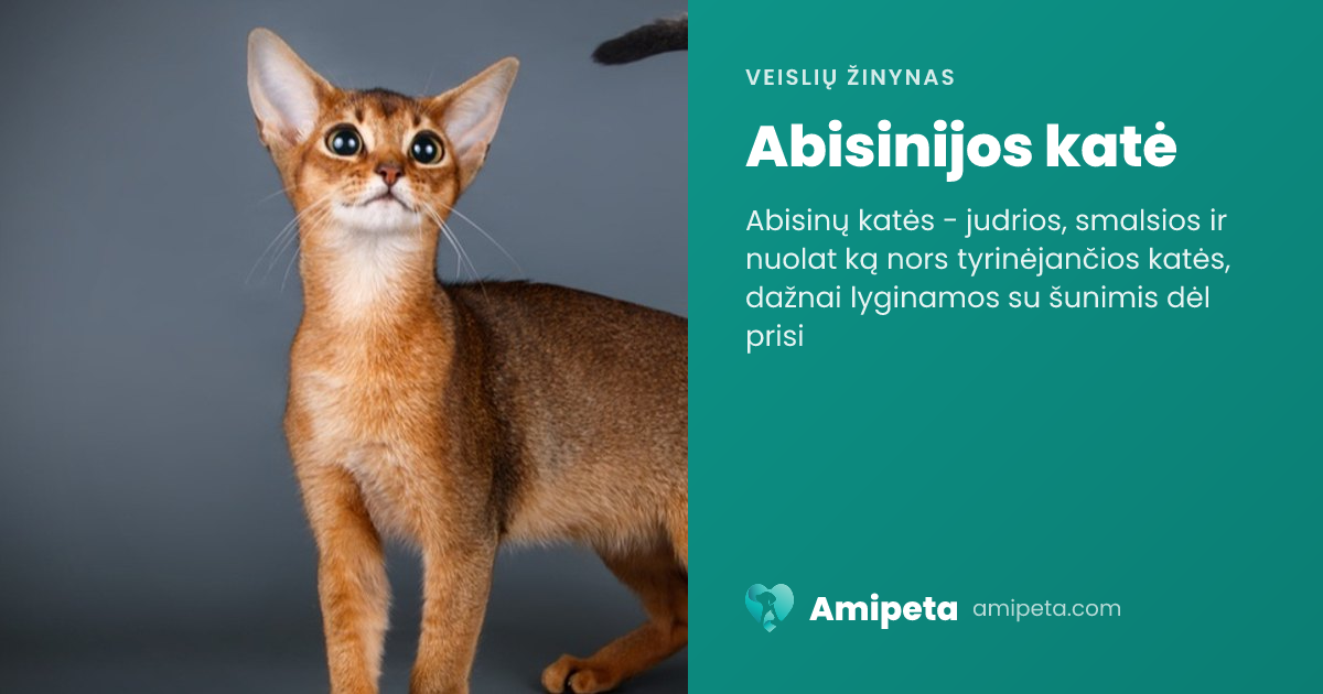 Abisinijos katė – veislės aprašymas | Amipeta