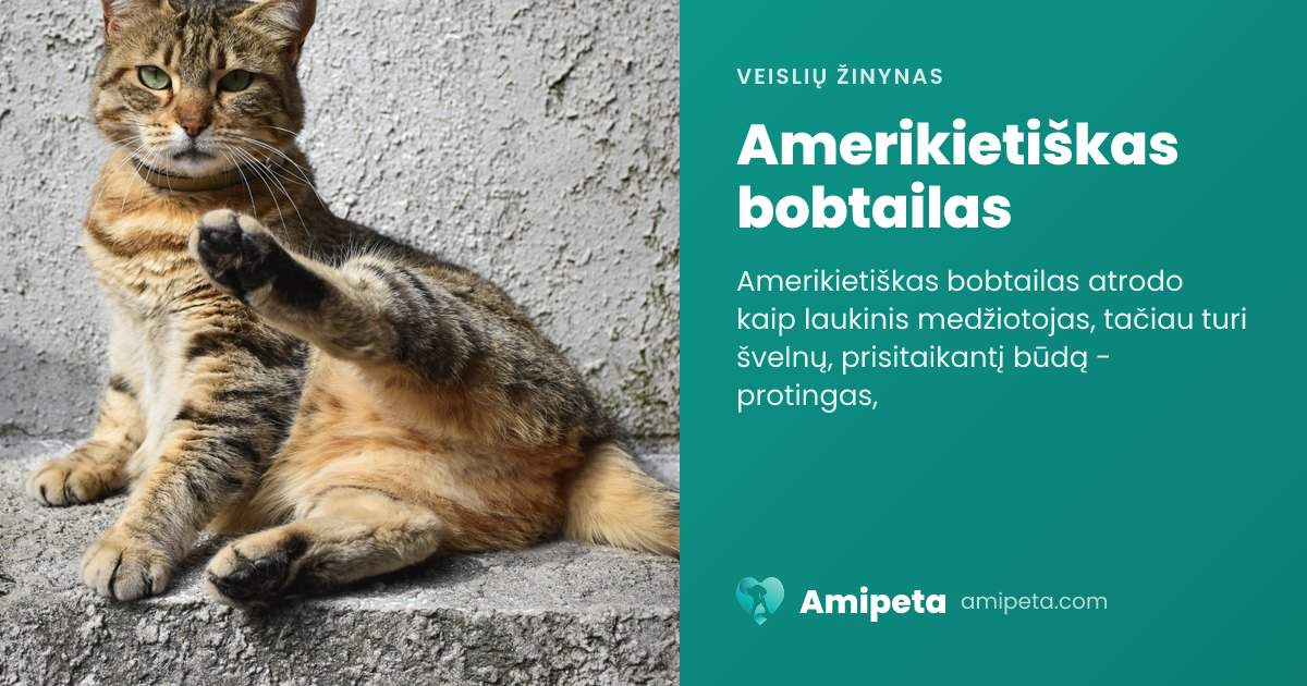 Amerikietiškas bobtailas – veislės aprašymas | Amipeta