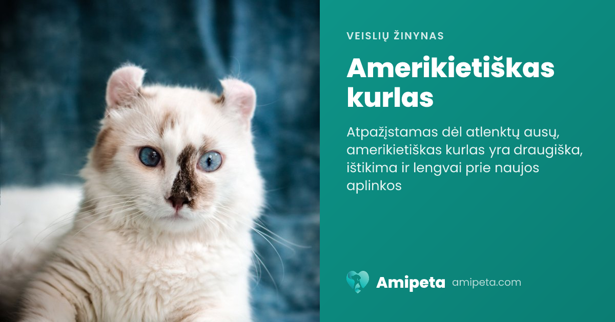 Amerikietiškas kurlas – veislės aprašymas | Amipeta