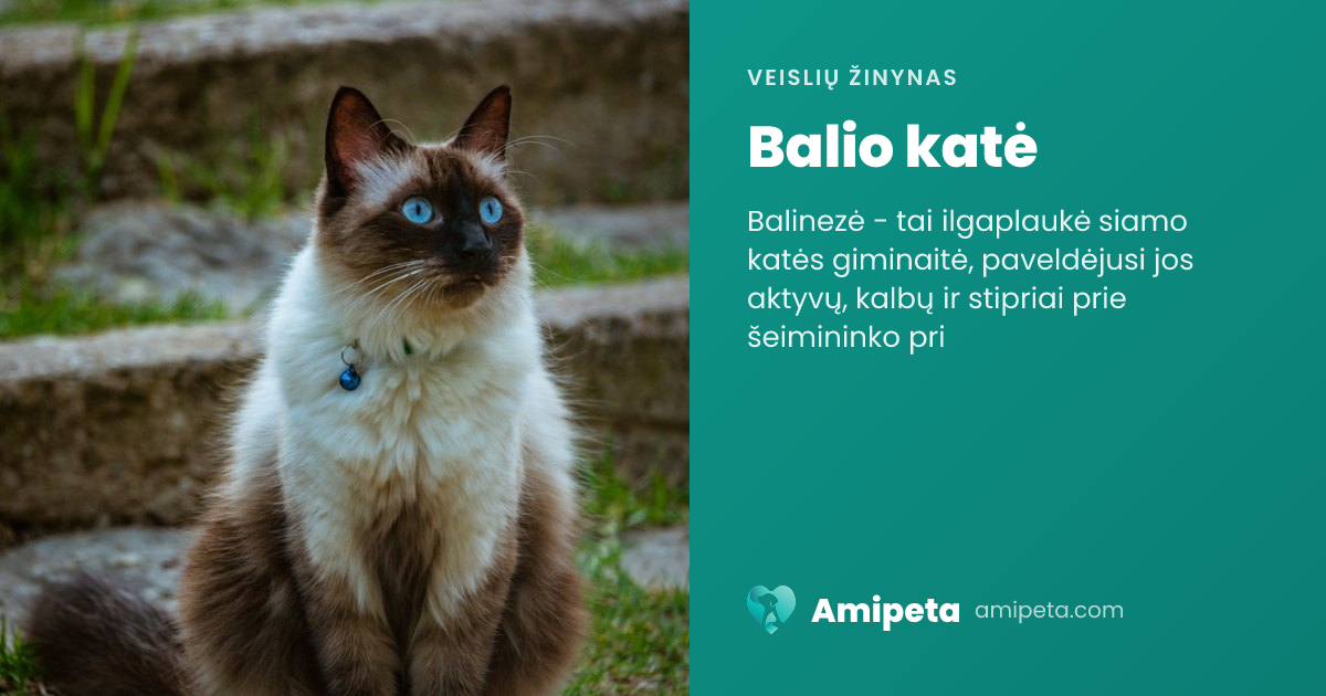 Balio katė – veislės aprašymas | Amipeta