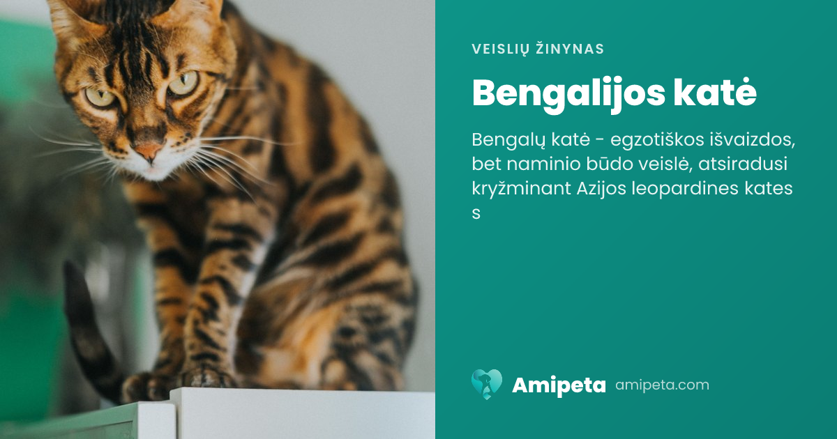 Bengalijos katė – veislės aprašymas | Amipeta