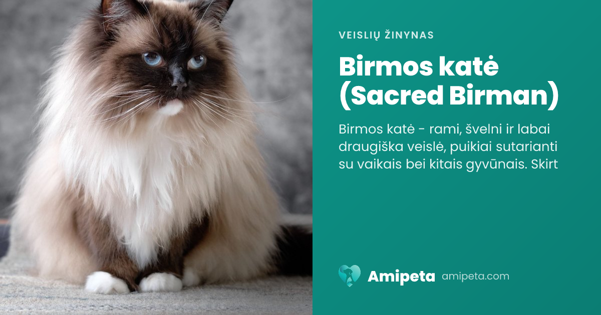 Birmos katė (Sacred Birman) – veislės aprašymas | Amipeta