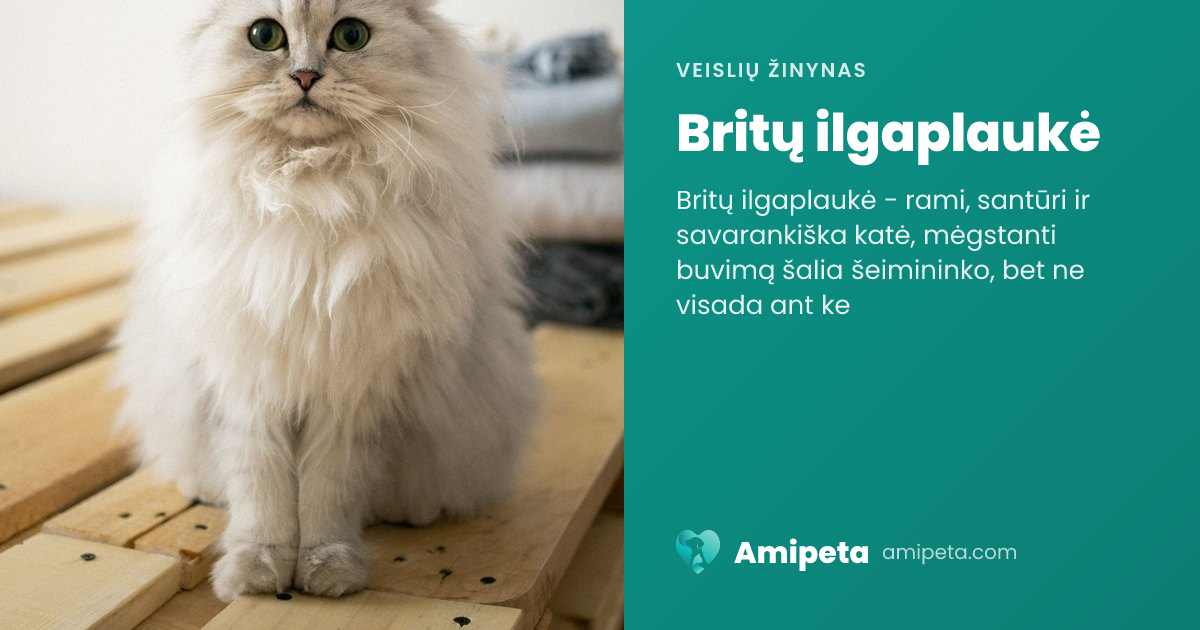 Britų ilgaplaukė – veislės aprašymas | Amipeta
