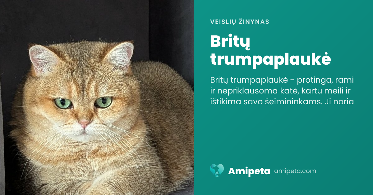 Britų trumpaplaukė – veislės aprašymas | Amipeta