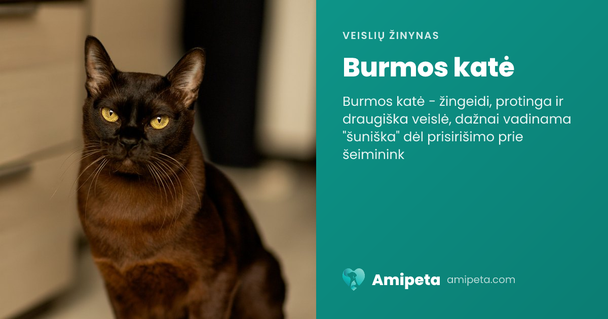 Burmos katė – veislės aprašymas | Amipeta