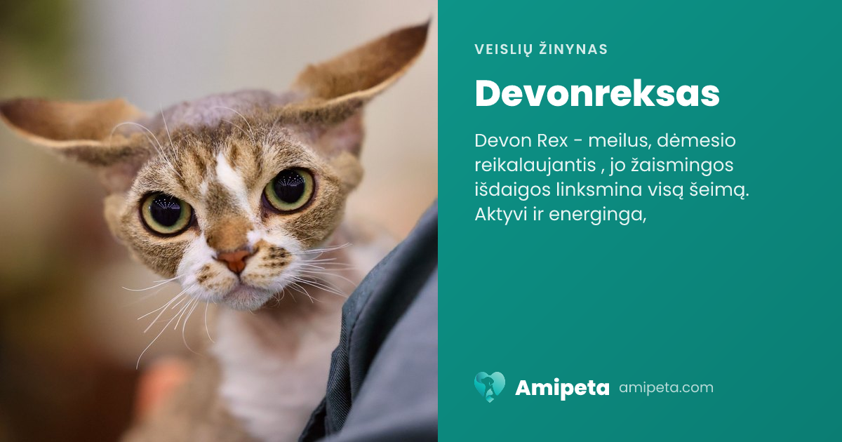 Devonreksas – veislės aprašymas | Amipeta