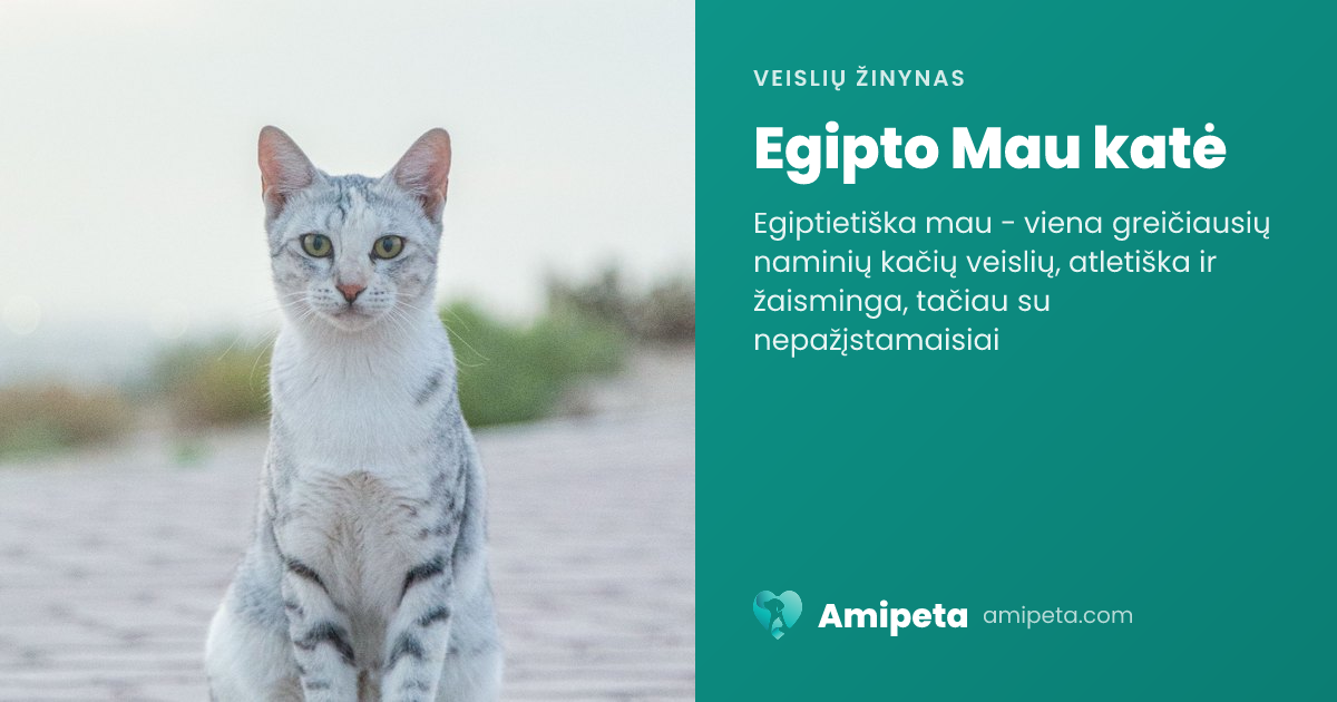 Egipto Mau katė – veislės aprašymas | Amipeta