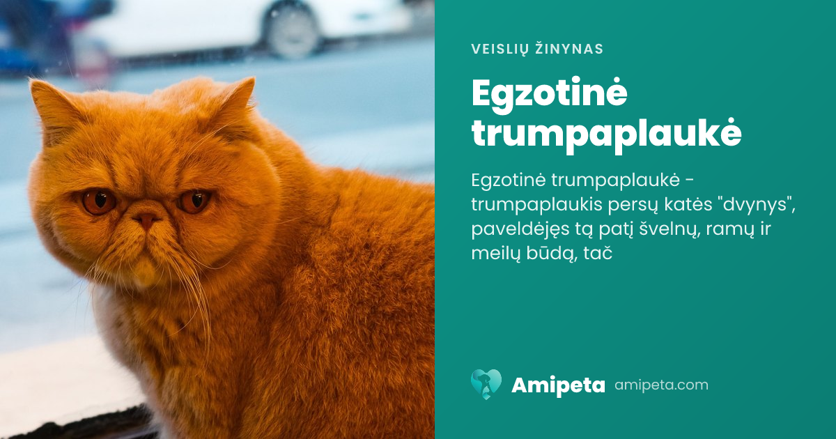 Egzotinė trumpaplaukė – veislės aprašymas | Amipeta