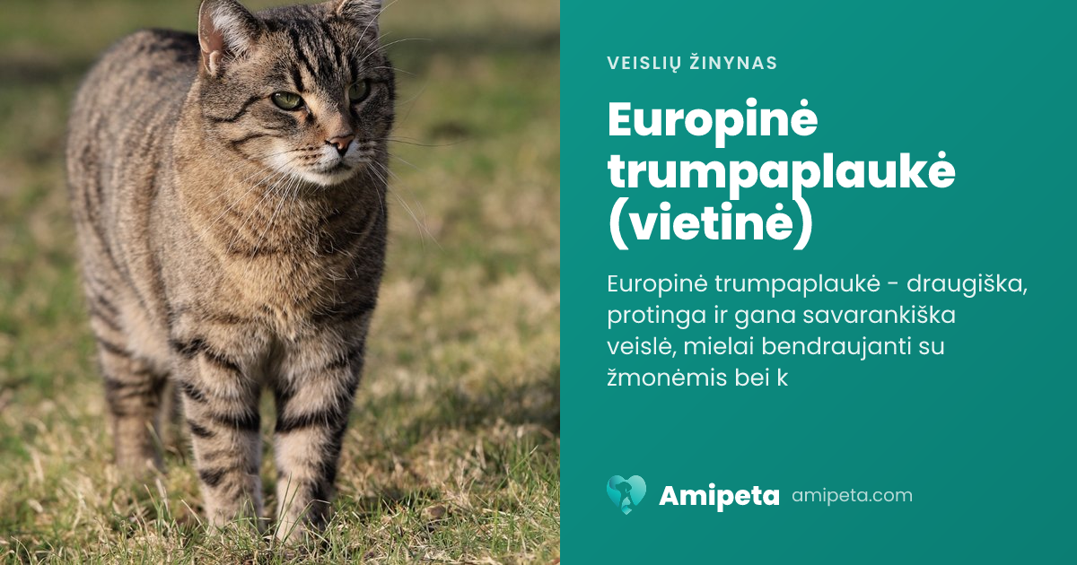 Europinė trumpaplaukė (vietinė) – veislės aprašymas | Amipeta