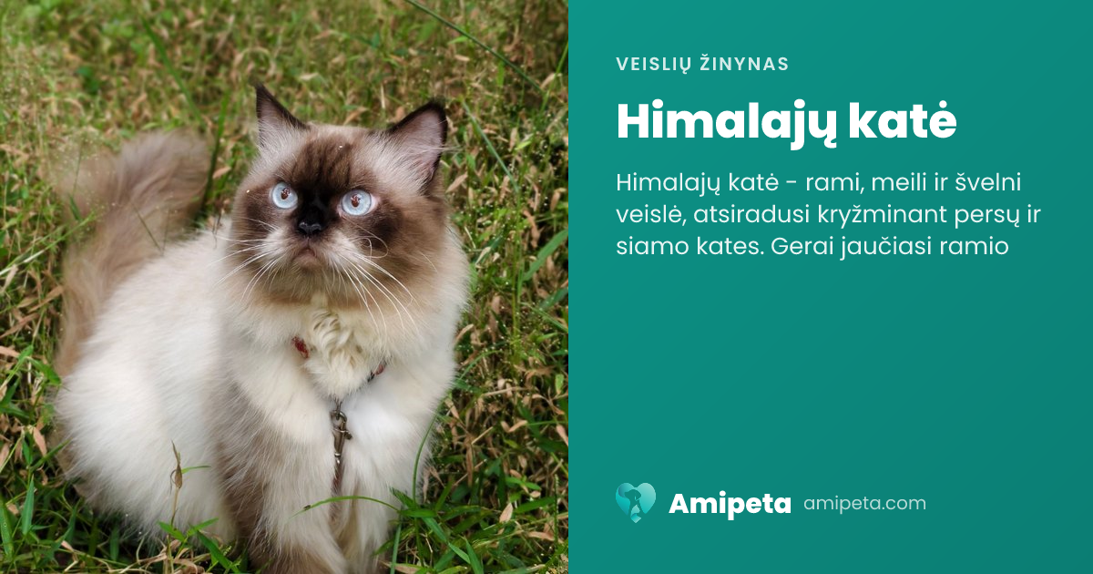 Himalajų katė – veislės aprašymas | Amipeta