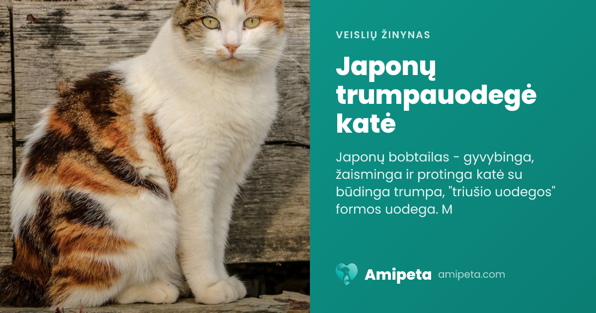 Japonų trumpauodegė katė – veislės aprašymas | Amipeta