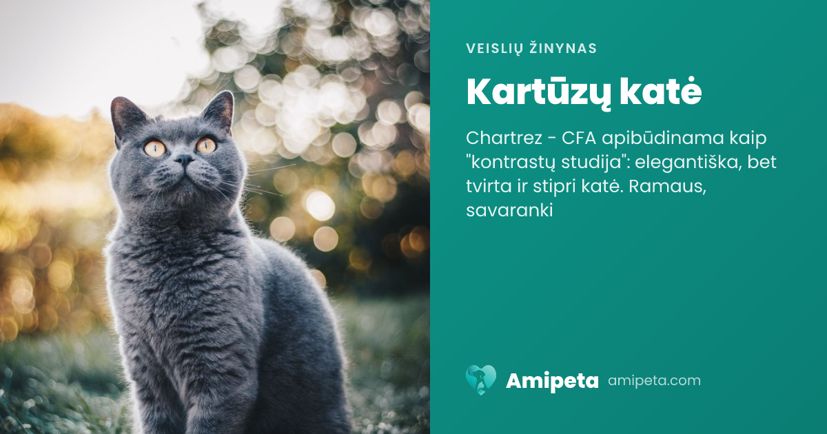 Kartūzų katė – veislės aprašymas | Amipeta