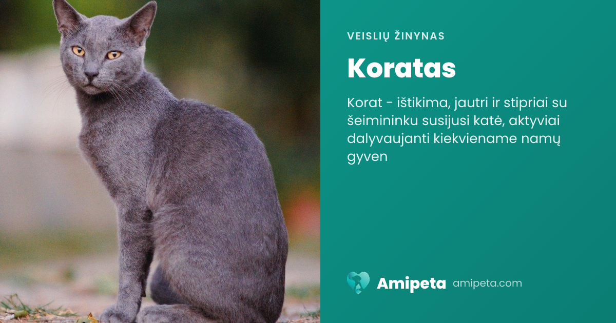 Koratas – veislės aprašymas | Amipeta