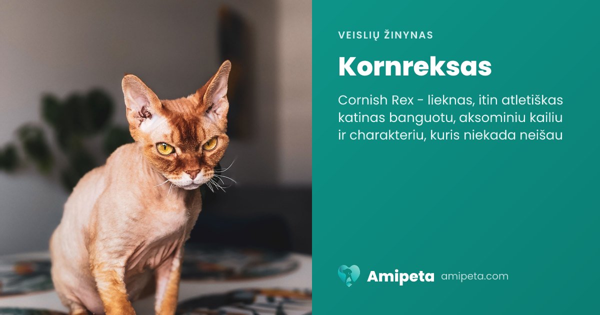 Kornreksas – veislės aprašymas | Amipeta