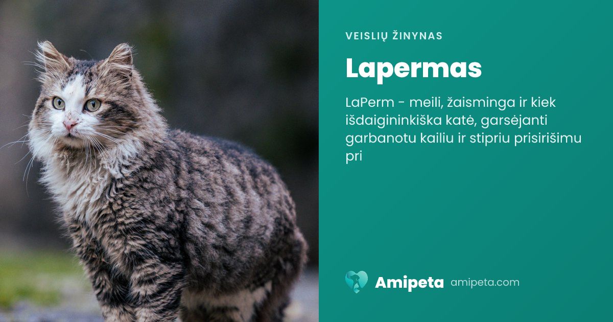 Lapermas – veislės aprašymas | Amipeta