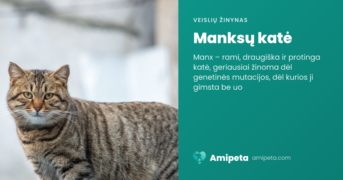 Manksų katė – veislės aprašymas | Amipeta