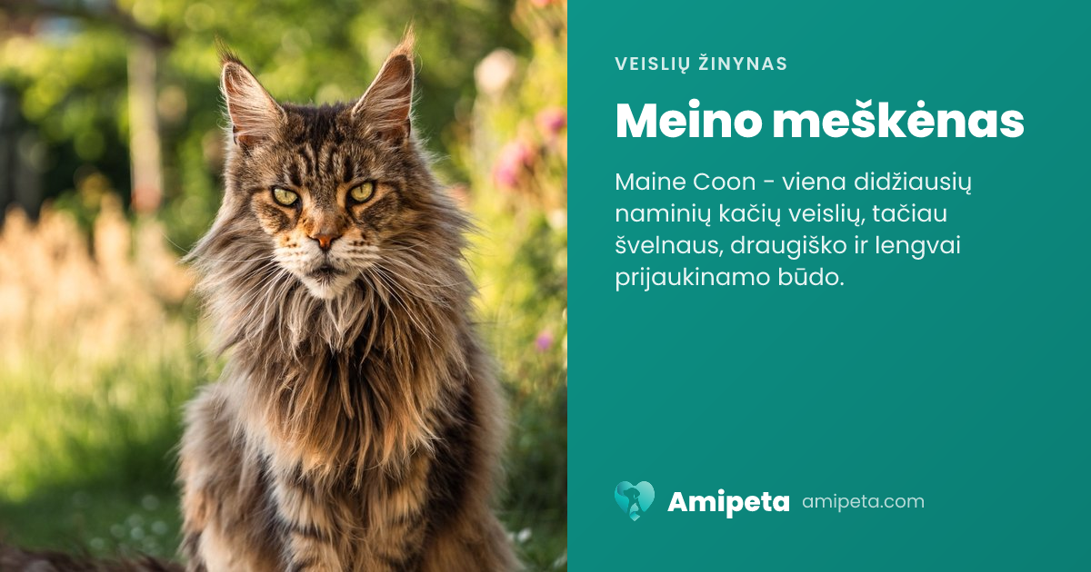 Meino meškėnas – veislės aprašymas | Amipeta