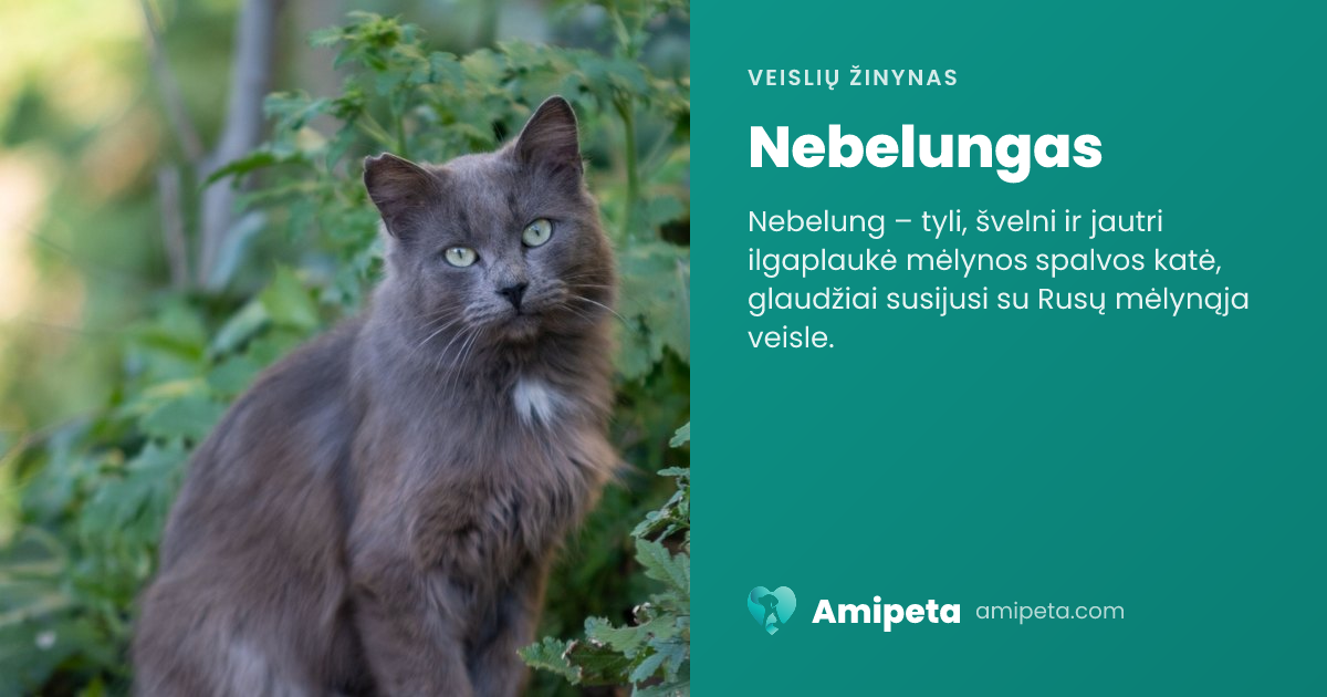 Nebelungas – veislės aprašymas | Amipeta