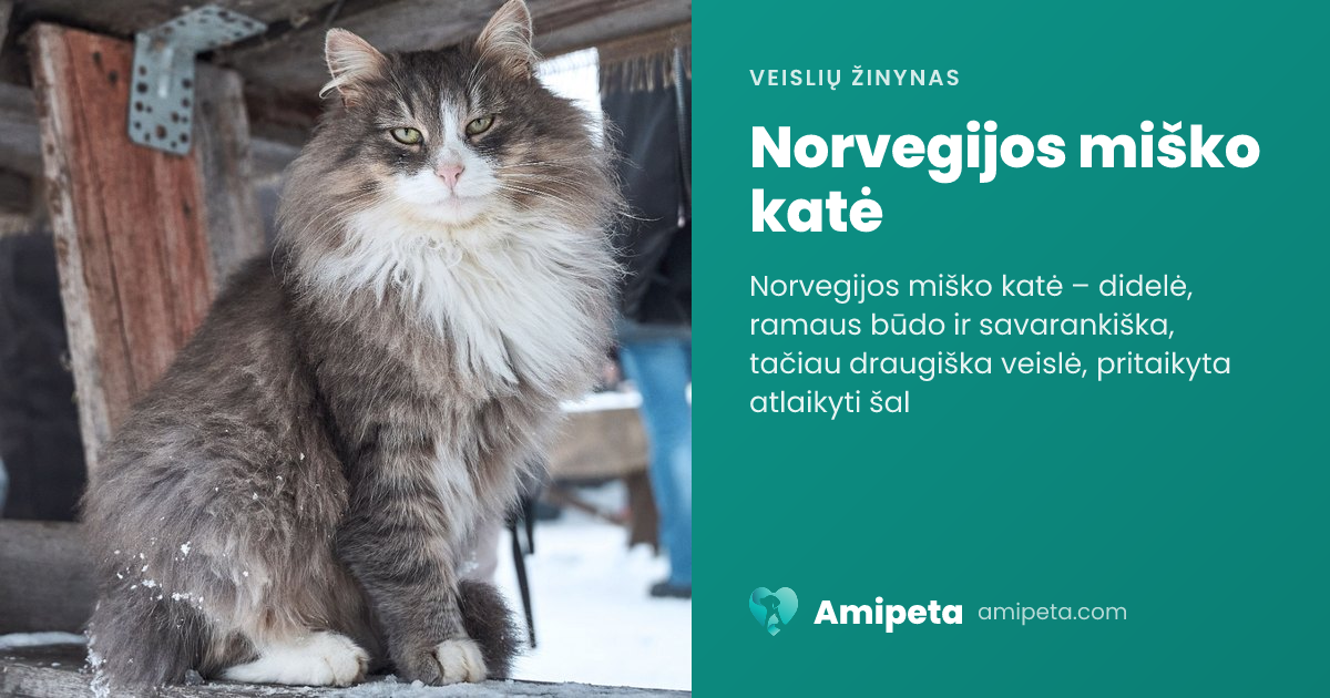 Norvegijos miško katė – veislės aprašymas | Amipeta