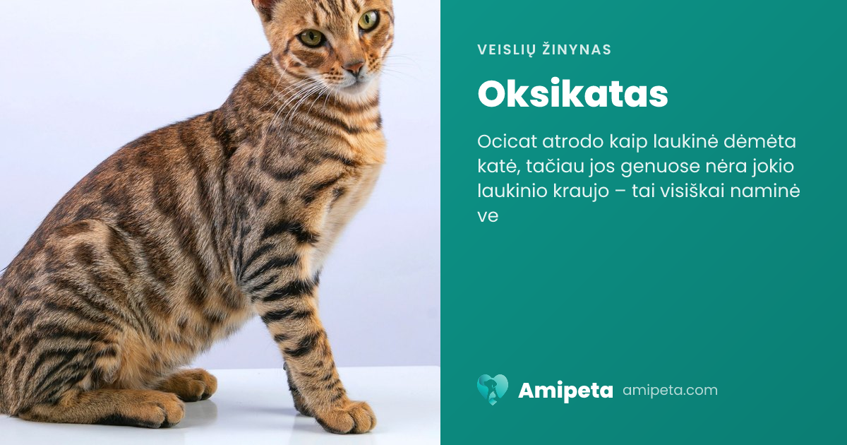 Oksikatas – veislės aprašymas | Amipeta