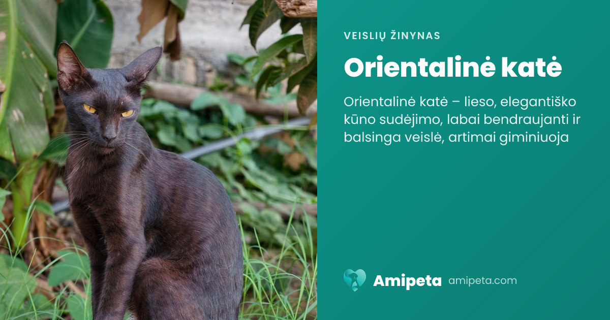 Orientalinė katė – veislės aprašymas | Amipeta