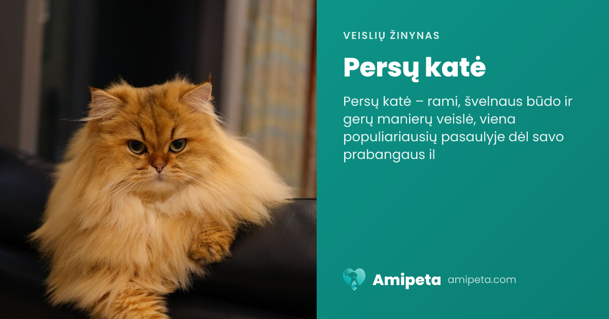Persų katė – veislės aprašymas | Amipeta