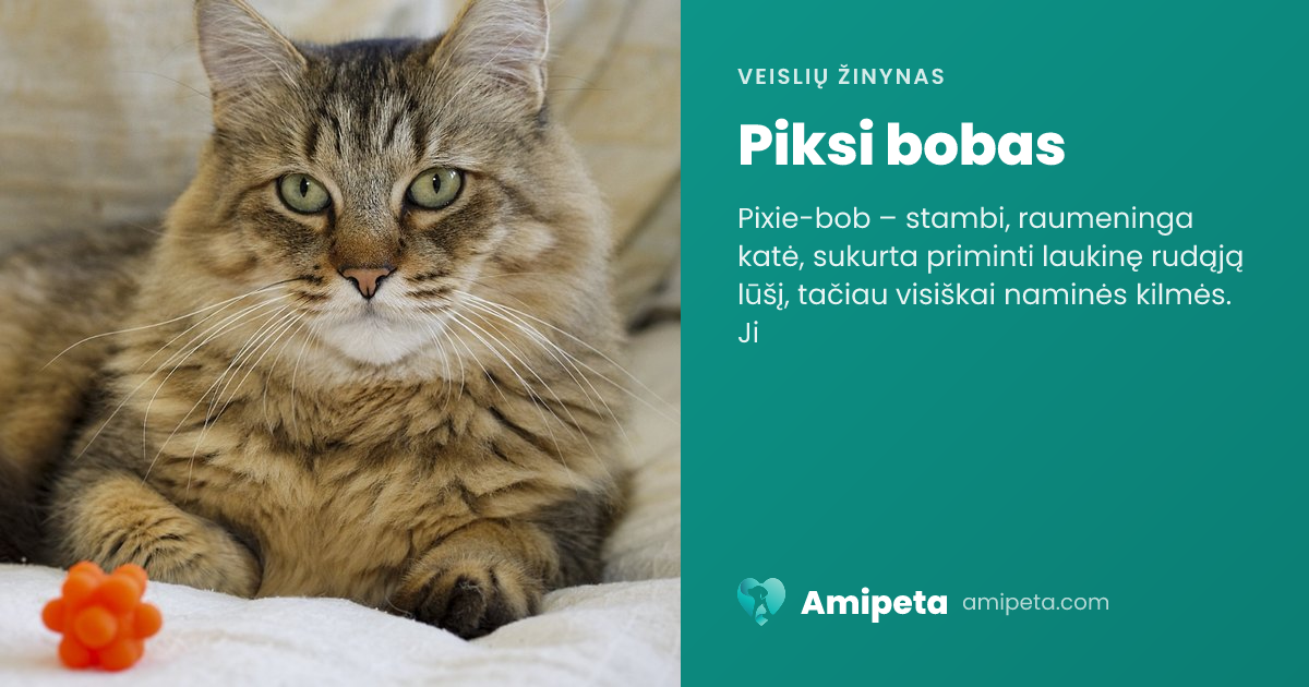 Piksi bobas – veislės aprašymas | Amipeta