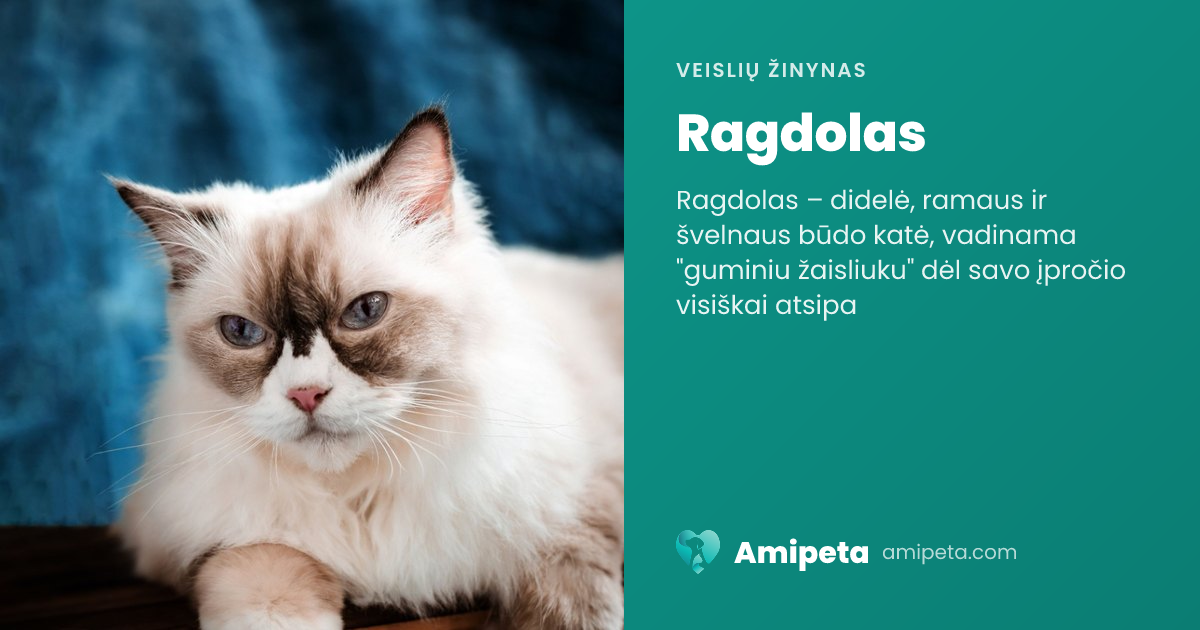 Ragdolas – veislės aprašymas | Amipeta