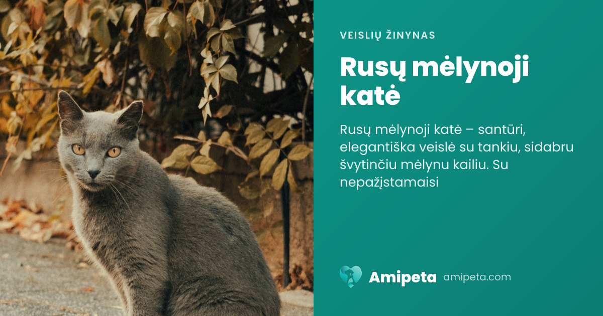 Rusų mėlynoji katė – veislės aprašymas | Amipeta
