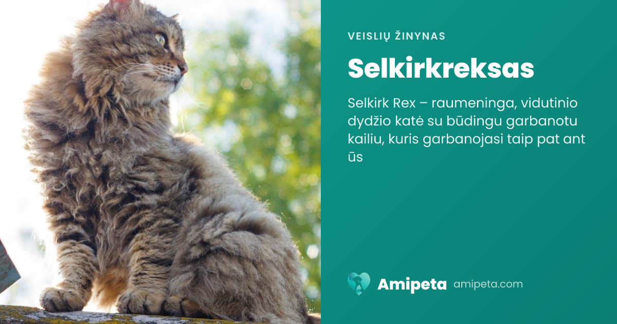 Selkirkreksas – veislės aprašymas | Amipeta