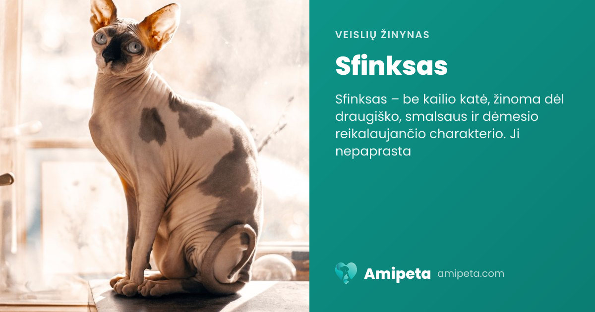 Sfinksas – veislės aprašymas | Amipeta