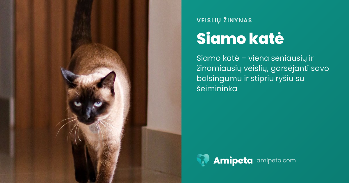 Siamo katė – veislės aprašymas | Amipeta