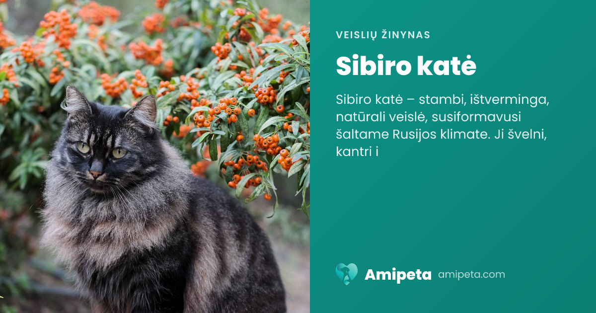 Sibiro katė – veislės aprašymas | Amipeta