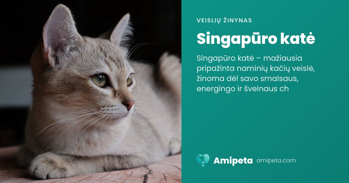Singapūro katė – veislės aprašymas | Amipeta