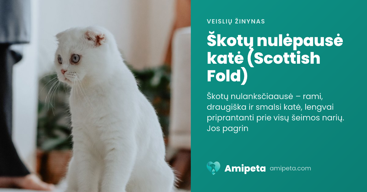 Škotų nulėpausė katė (Scottish Fold) – veislės aprašymas | Amipeta