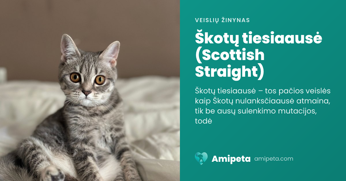 Škotų tiesiaausė (Scottish Straight) – veislės aprašymas | Amipeta