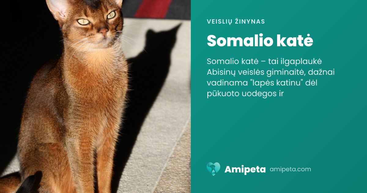 Somalio katė – veislės aprašymas | Amipeta
