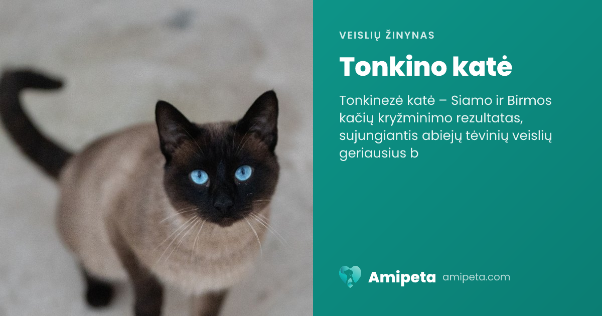Tonkino katė – veislės aprašymas | Amipeta