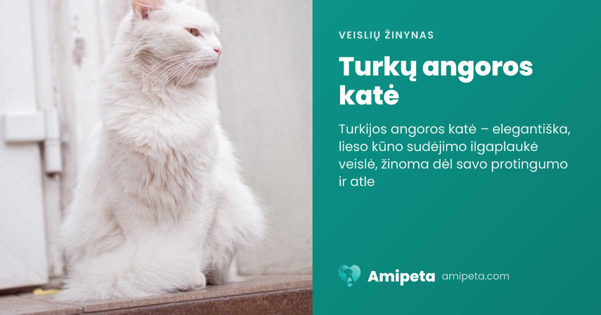 Turkų angoros katė – veislės aprašymas | Amipeta
