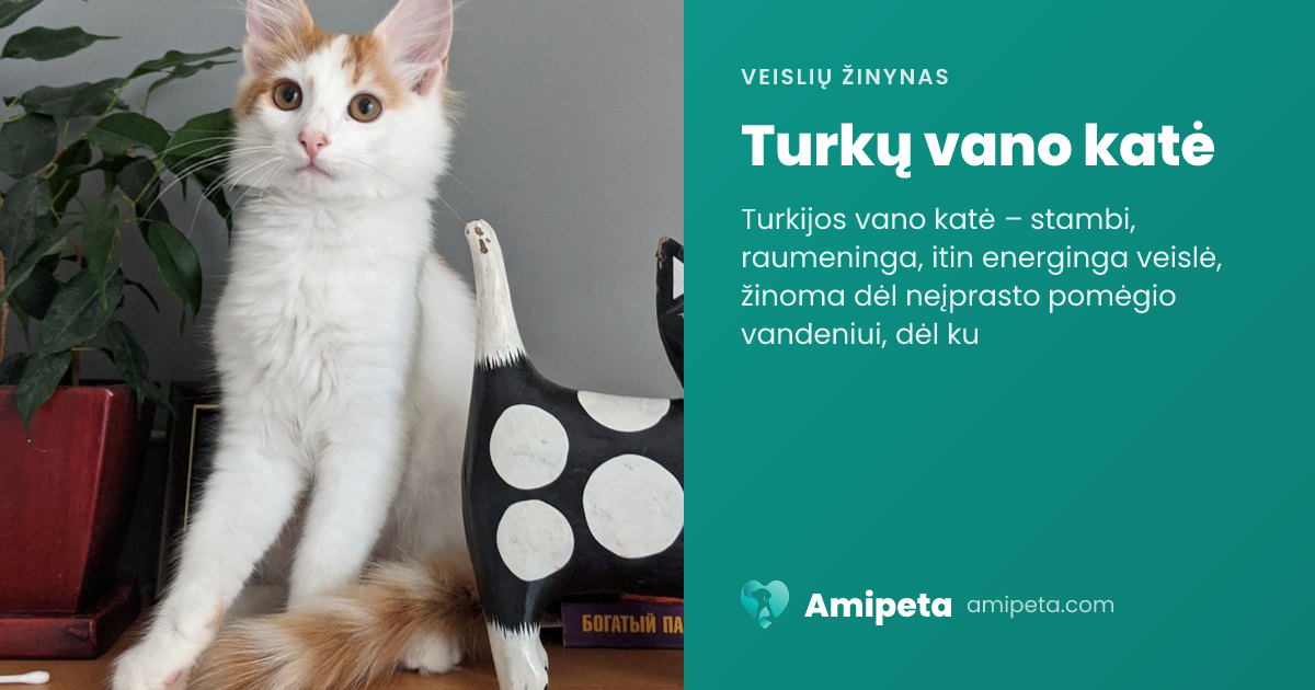 Turkų vano katė – veislės aprašymas | Amipeta