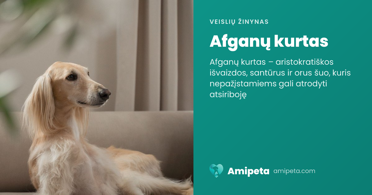 Afganų kurtas – veislės aprašymas | Amipeta