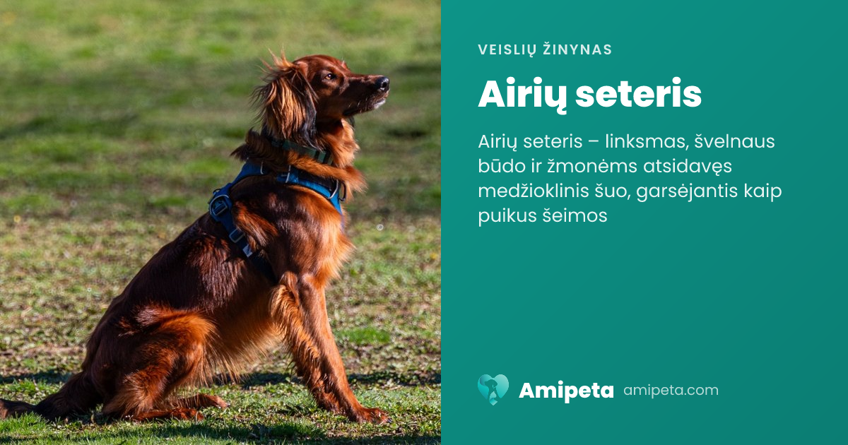 Airių seteris – veislės aprašymas | Amipeta