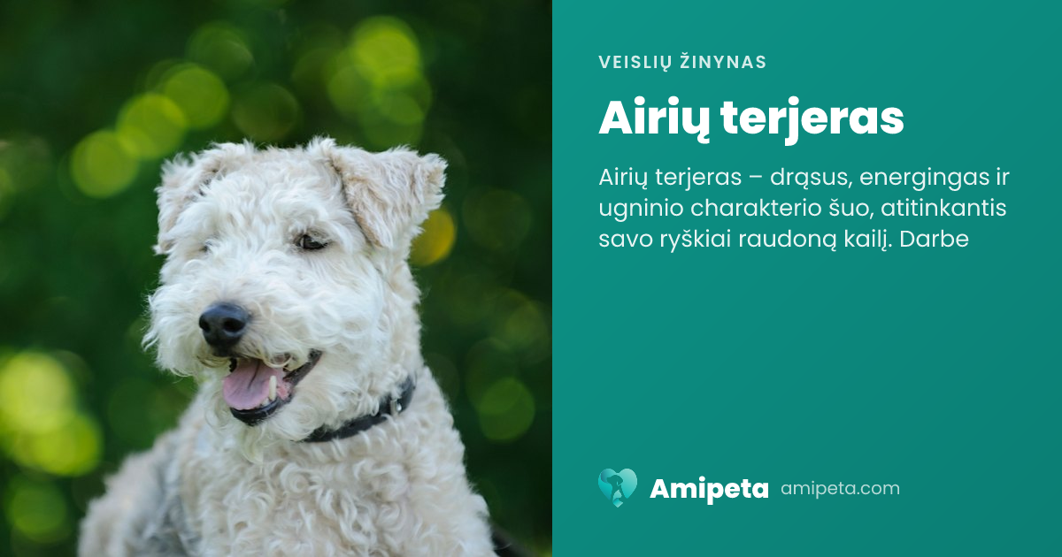 Airių terjeras – veislės aprašymas | Amipeta