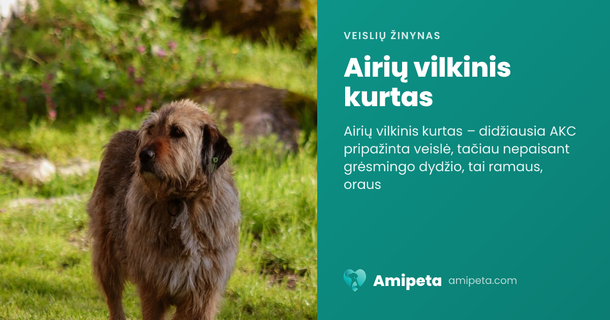 Airių vilkinis kurtas – veislės aprašymas | Amipeta