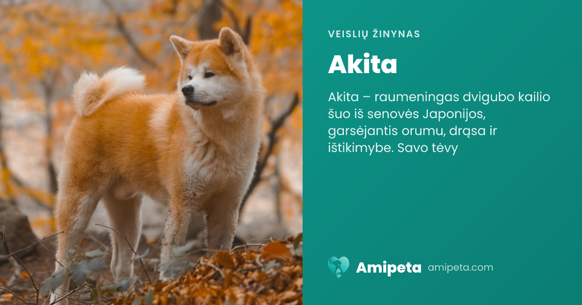 Akita – veislės aprašymas | Amipeta