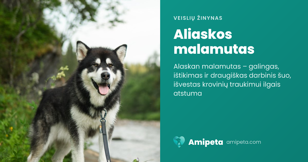 Aliaskos malamutas – veislės aprašymas | Amipeta