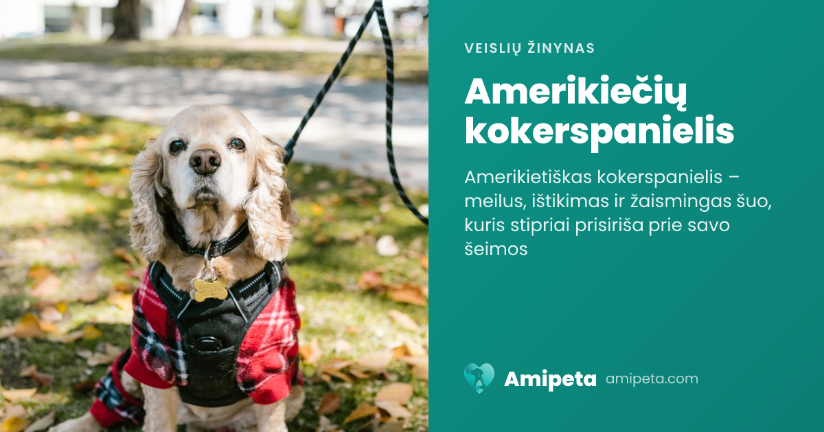 Amerikiečių kokerspanielis – veislės aprašymas | Amipeta