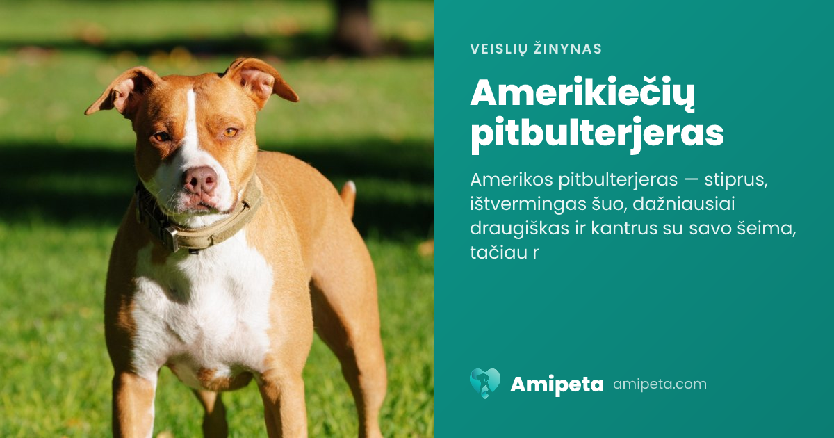 Amerikiečių pitbulterjeras – veislės aprašymas | Amipeta