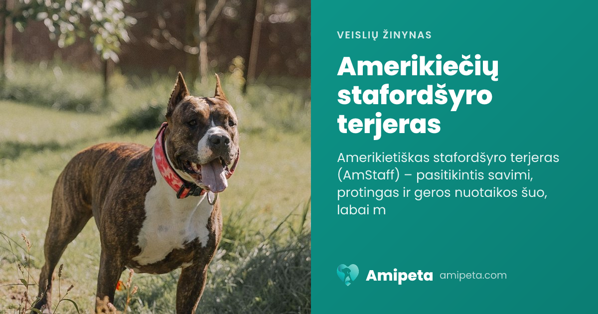 Amerikiečių stafordšyro terjeras – veislės aprašymas | Amipeta