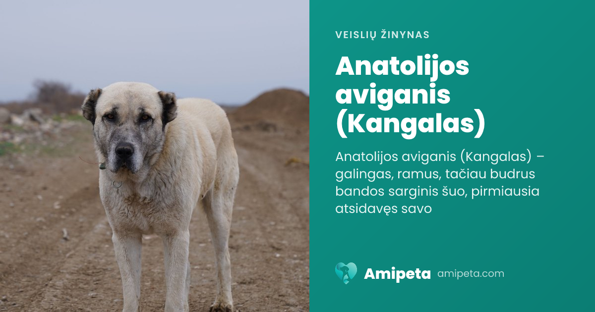 Anatolijos aviganis (Kangalas) – veislės aprašymas | Amipeta